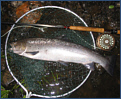 A Spey Sea trout