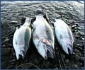 Lake Erie Steelhead